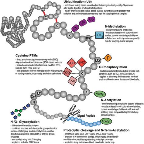 Full Article Detecting Post Translational Modification Signatures As