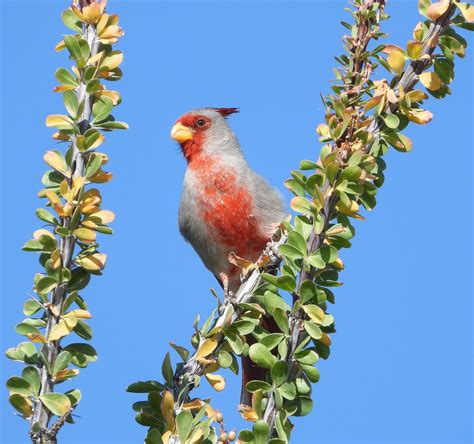 Pyrrhuloxia 5424 15 Photo By Martin Molina Southern Az Flickr