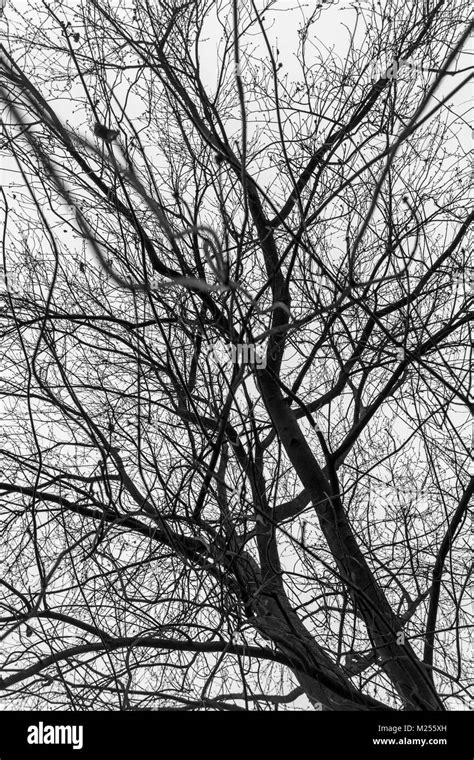 Silhouetted Winter Trees In Hilly Fields Brockley Stock Photo Alamy