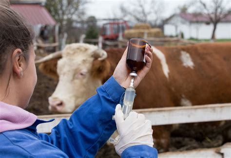 Antibiotic Use In Livestock Bdneny Equine Therapy