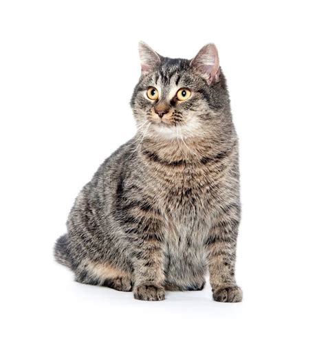 Cute Tabby Cat On White Background Stock Photo Image Of Tabby Animal