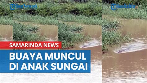 Buaya Berukuran Besar Muncul Di Anak Sungai Kapih Samarinda YouTube