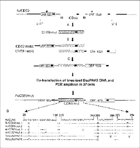 Generation Of Recombinant Baculoviruses Containing Mutations In Cd59