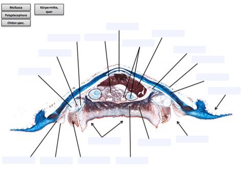 Polyplacophora Chiton Spec Querschnitt K Permitte Diagram Quizlet