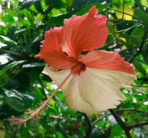 A case of somatic mutation in plants causing it to have different coloured petals : r ...