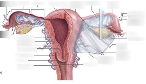 Uterus Diagram Quizlet