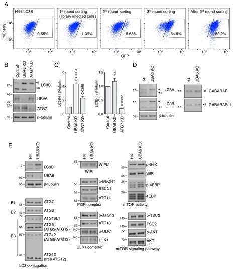 Figures And Data In Negative Regulation Of Autophagy By UBA6 BIRC6