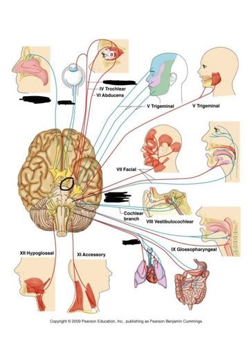 Cranial Nerves Flashcards Quizlet