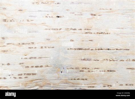 Birch Bark Natural Texture Background High Quality Photo Stock Photo