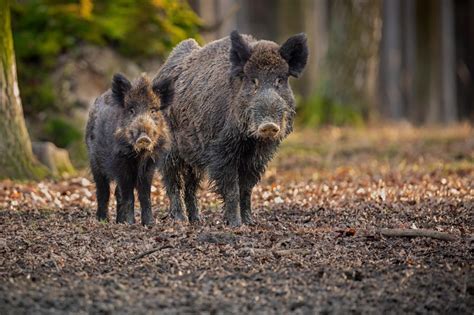 What Is A Razorback Hog - Besides a Mascot? - Somewhere In Arkansas