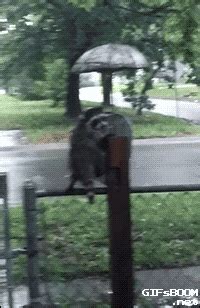 The Raccoon GIFs - Find & Share on GIPHY