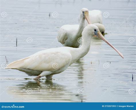 Yellow Billed Spoonbill In New South Wales Australia Stock Image