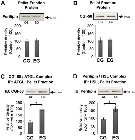 Effect Of Exercise On The Expression Of Perilipin 1 Cgi 58 And Its