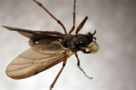 Diptera Nematocera UNBC BIOL 322 Entomology