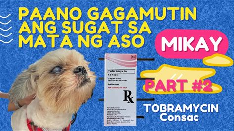 Paano Gagamutin Ang Sugat Sa Mata Ng Aso Puppies Youtube