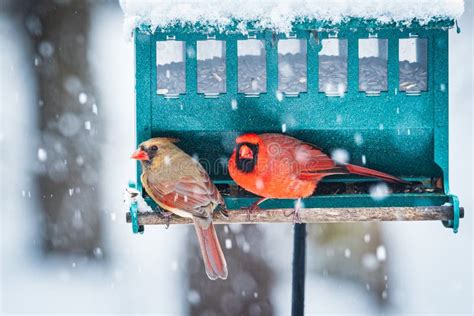 Winter Northern Cardinals Stock Image Image Of Songbird 37250727