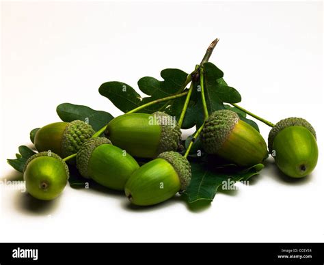 Acorn With Oak Tree Hi Res Stock Photography And Images Alamy