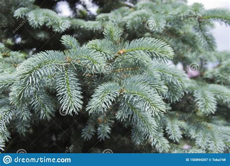 The Branches Of The Blue Spruce Close Up Blue Spruce Or Prickly Spruce