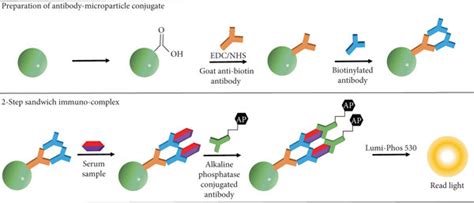 Magnetic Antibody Microparticle Conjugation A Strategy To Prepare A Download Scientific