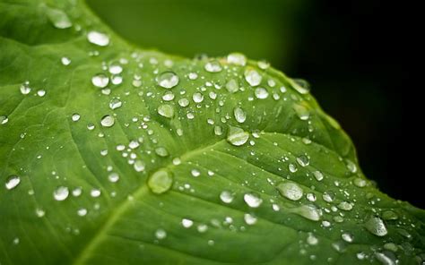 Gotas De Agua Macro Leaf Hd Naturaleza Macro Agua Hoja Gotas