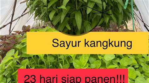 Sayur Kangkung Panen Usia 23 Hari YouTube