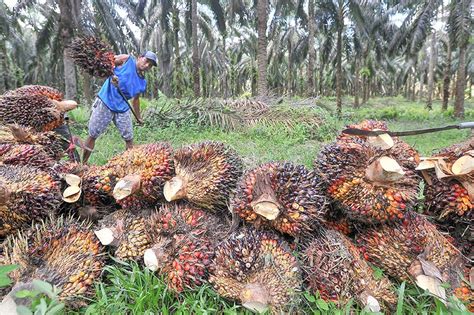 Negara Penghasil Sawit Terbesar Di Dunia Indonesia Nomor