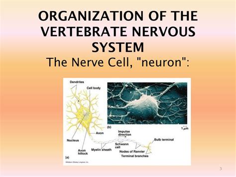 Ppt Nervous System Chapter 48 49 Campbell And Reece Powerpoint