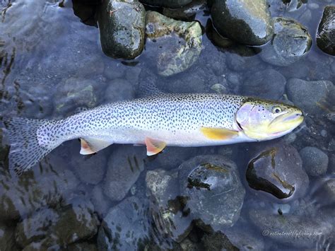 Native Trout Fly Fishing Coastal Cutthroat Trout