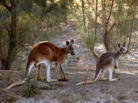 10 Interesting Red Kangaroo Facts | My Interesting Facts