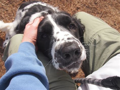 Se te acercan los perros Aquí encontrarás la razón Adiestrar Perros