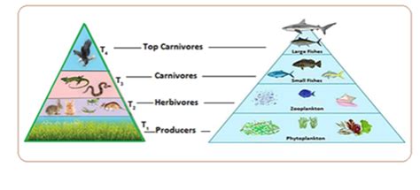 Ecological Pyramid Meaning Types Insights Ias Simplifying Upsc