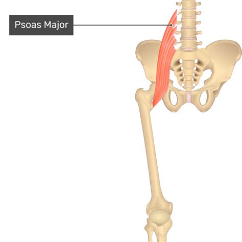 Psoas Muscle Attachments