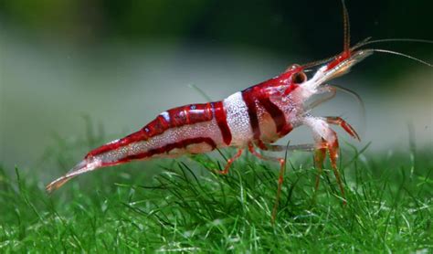 Shrimps: Characteristics, properties, benefits, nutrients and more