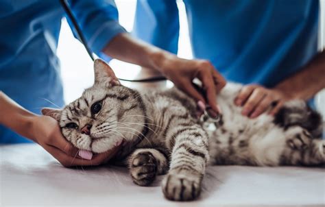 Alergia Pokarmowa U Kota Jak Si Objawia I Jak J Leczy