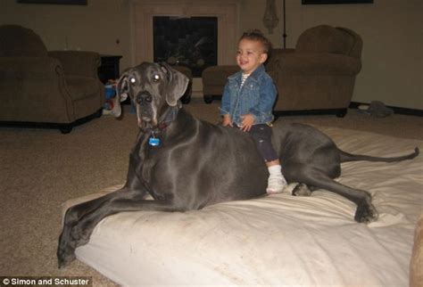 Giant George is the World's Biggest Dog Great Dane - World Information Zone