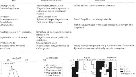 Identification of flagellate types with epifluorescence microscopy ...