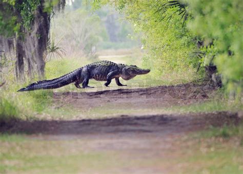 Alligator Crossing Trail | Stock image | Colourbox