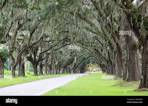 Green tunnel - Savannah, Goergia Stock Photo - Alamy