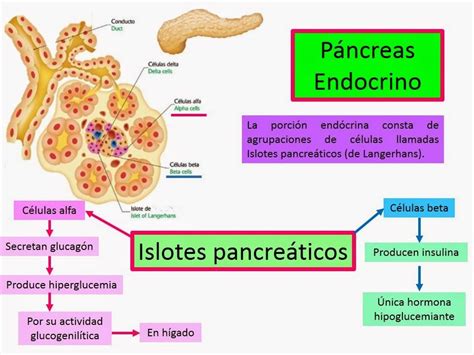 Mapa Mental Exocrina