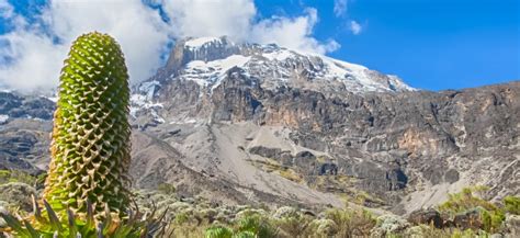 Lemosho Route The Most Beautiful Route On Mount Kilimanjaro