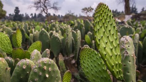 Las magníficas propiedades del nopal para la salud Periódico Por Qué