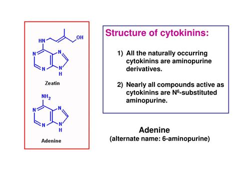 Ppt Biol 352 Lecture 6 Cytokinins Regulators Of Cell Division January 24 2007 Powerpoint