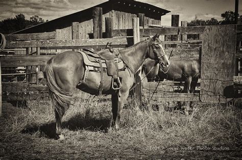 All Around Cowboy Photograph by Marie Fierek - Fine Art America