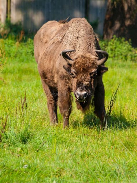 欧洲木北美野牛在bialowieza原始森林里 库存图片 图片 包括有 毛茸 当地 哺乳动物 通风 67061519