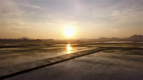 Fly over paddy field during sunrise 20225496 Stock Video at Vecteezy