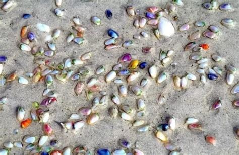 24 Best Shelling Beaches In Nc Secret Spots The Trippy Life