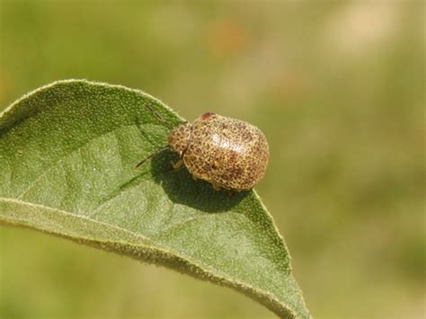 Genus Ascanius · iNaturalist