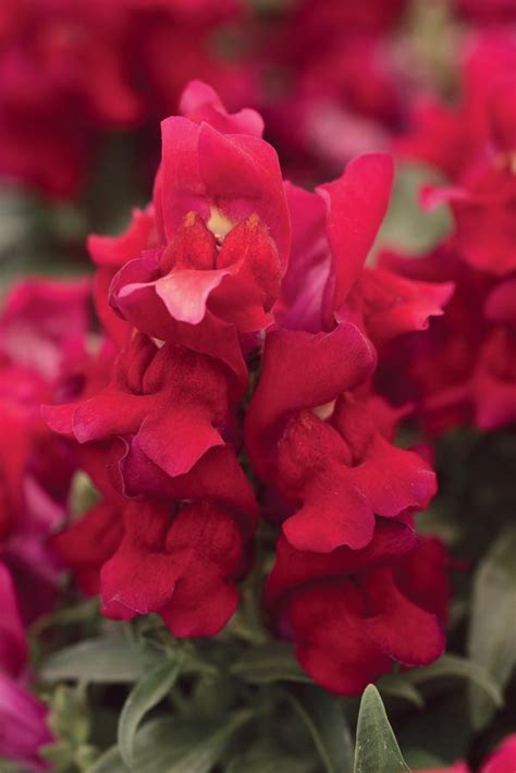 Snapdragon Antirrhinum Majus Snapshot Red Lucas Greenhouses