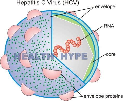 Hepatitis C Information, Virus Structure, Spread, Symptoms | Healthhype.com