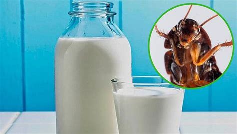 La Leche De Cucaracha Es El Nuevo Súper Alimento Del Futuro Locomundo